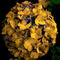 Hydrangea — Lancaster County. A single bloom, gold on black. Small on purpose. Color study, not a bouquet.