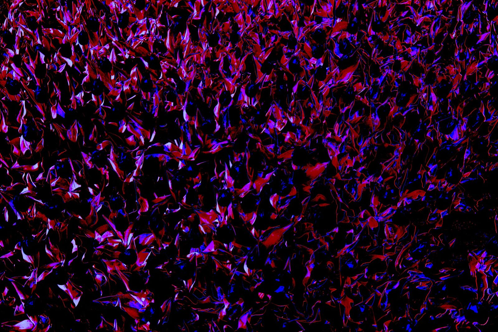 Night Leaves — Blood — Lancaster County. Foliage shredded into red and blue. Abstract on purpose. Still a photograph of plants.