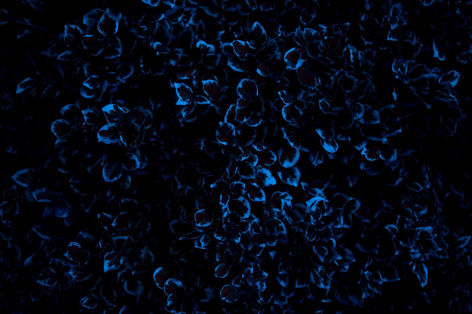 Night Leaves — Blue — Lancaster County. Foliage at night, graded blue until the leaves look underwater. A color pass, not a different plant.