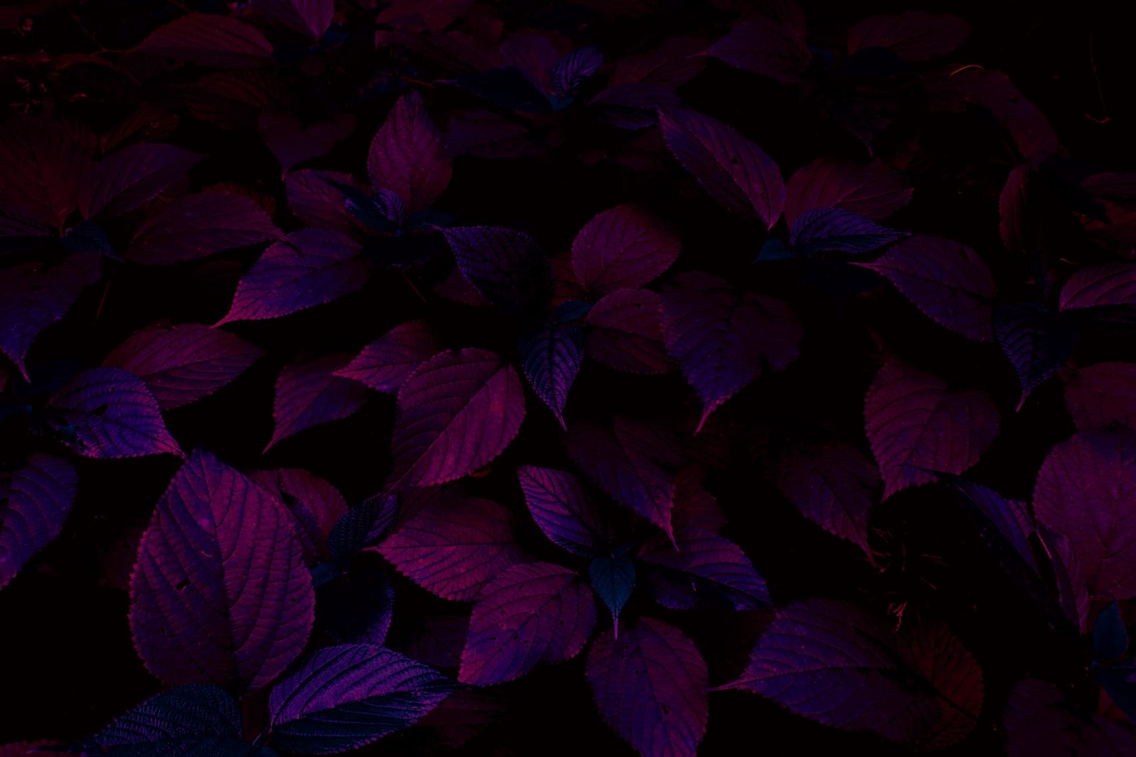 Night Leaves — Magenta — Lancaster County. Leaves again, this time purple-red. Close enough to count veins. The county after the lights go out.