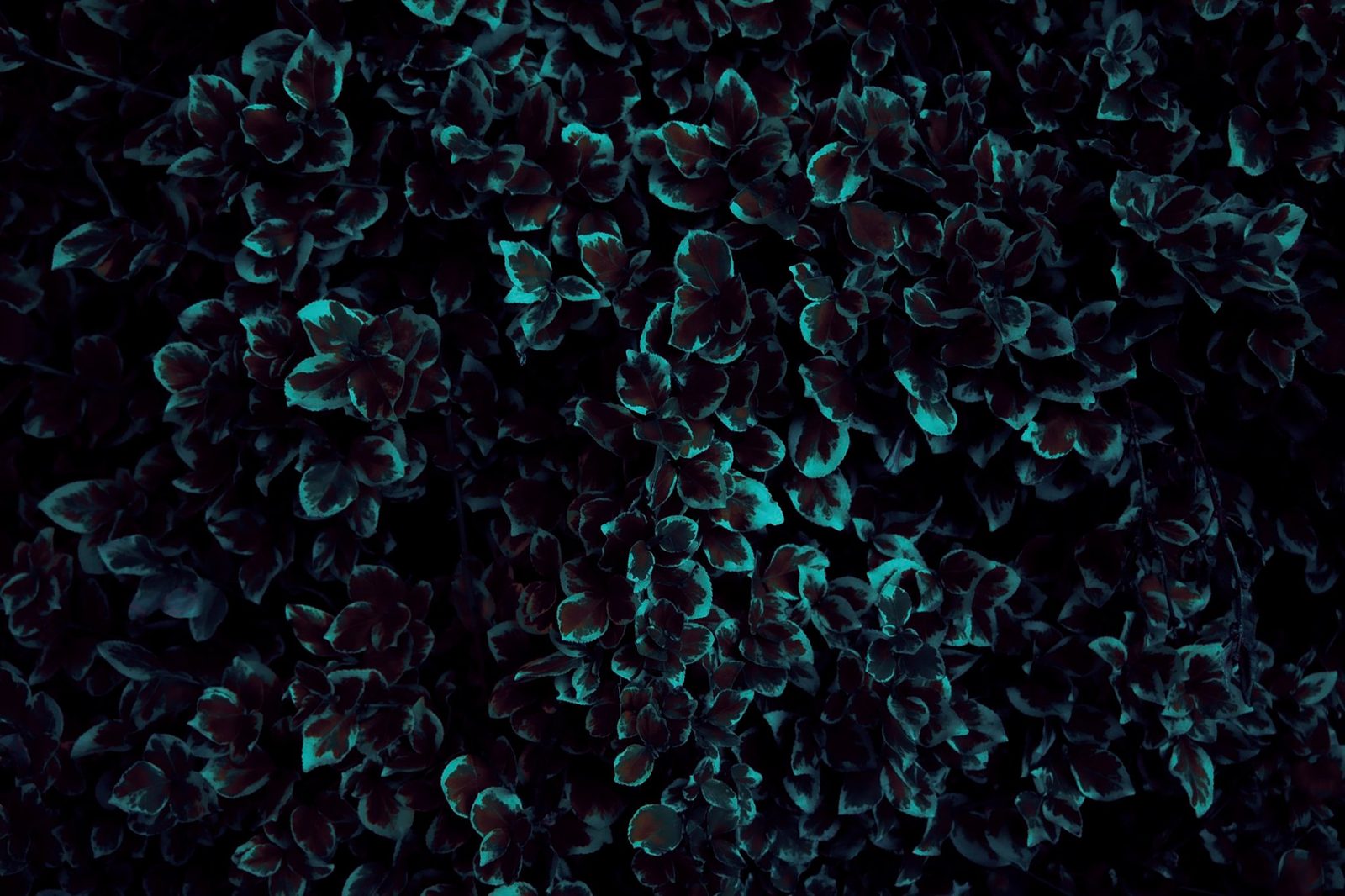 Night Leaves — Teal — Lancaster County. The same thicket, another pass. Teal instead of blue. The series is the point — one bush, several nights.