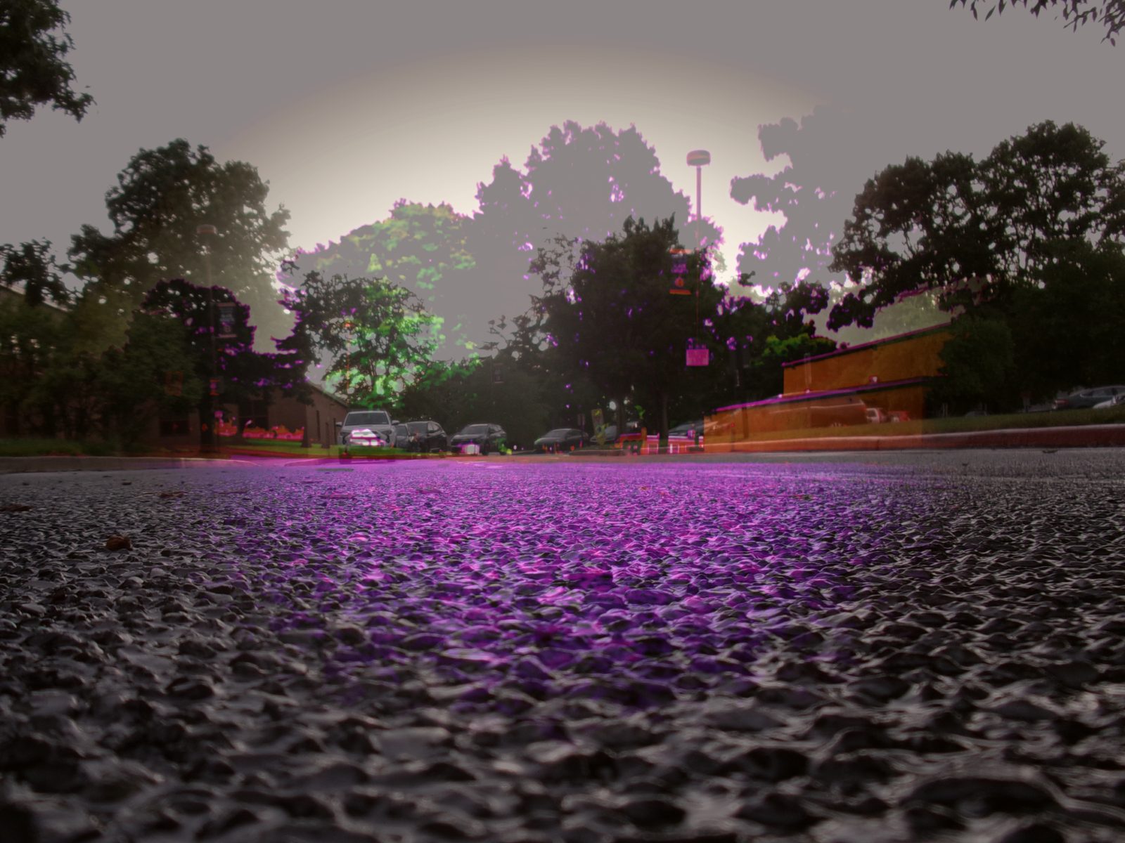 Purple Grain — Lancaster County. Camera on the wet asphalt. Pebble grain filling the frame, a street and a few headlights in the distance. After rain, before anyone shows up.