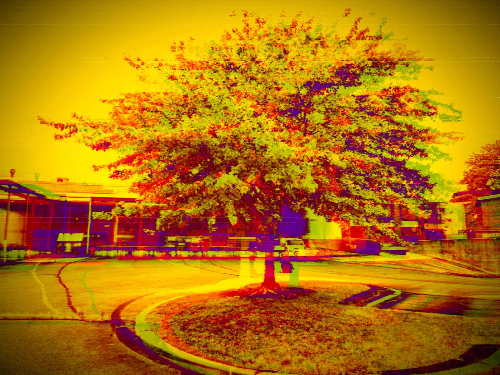 The School Tree — Lancaster County. A courtyard tree pushed into false color until summer looks like fire. The building behind it is still a school.